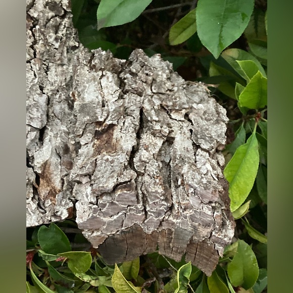 BEAUTIFUL TEXAS PECAN BARK 150+ YEARS OLD (ARTS AND CRAFTS) - Picture 3 of 5